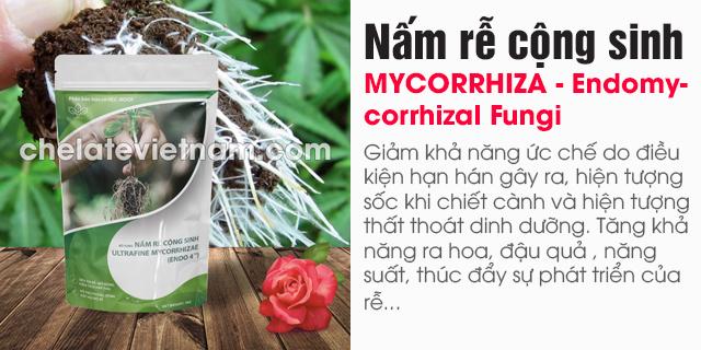 Nấm rễ cộng sinh (MYCORRHIZA - Endomycorrhizal Fungi)
